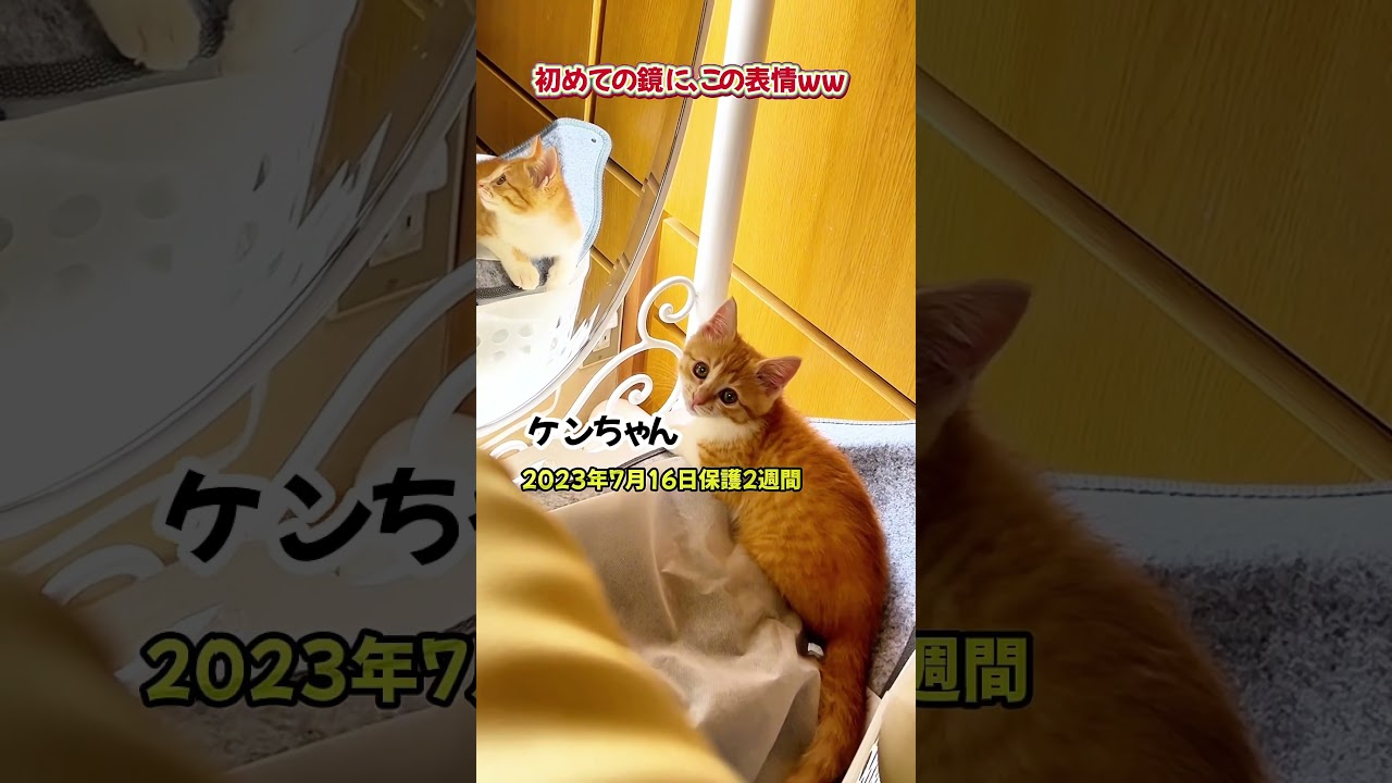 初めて鏡を見てこの表情笑 ケンちゃん🐯 #shorts #youtubeshorts #catshorts #shortvideo #kitten #funny #cat #子猫 #cute #猫