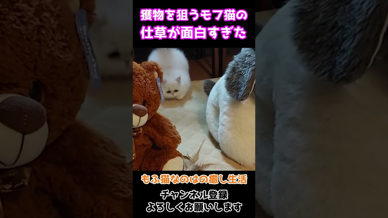 獲物を狙うモフ猫の仕草が面白すぎるｗ【ペルシャ】
