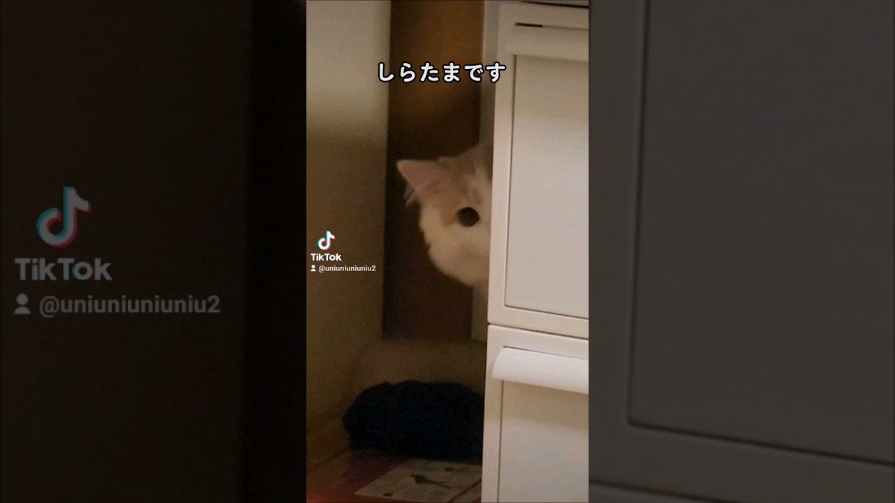 【子猫】ちょっと粘着 #ラガマフィン #猫動画 #cat #shorts