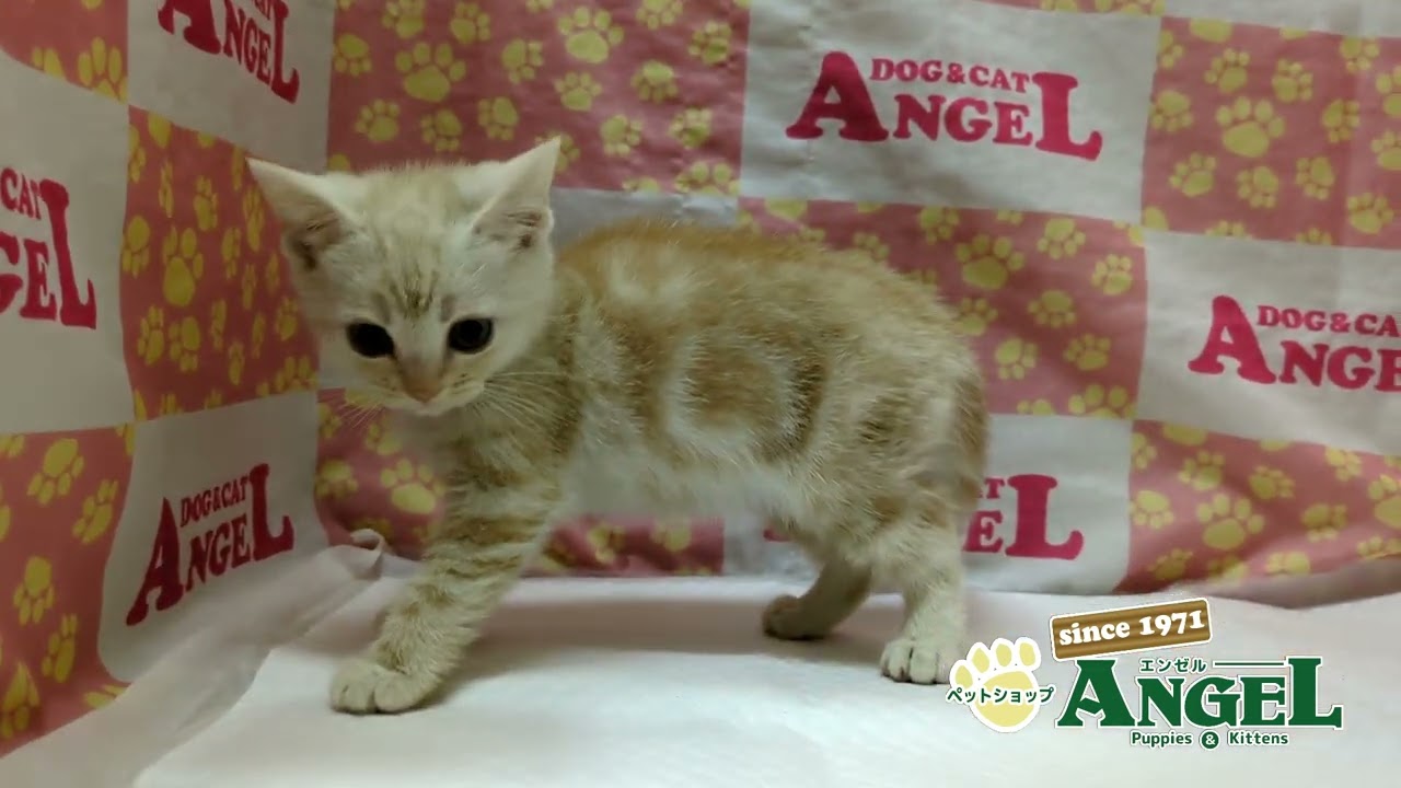 アメリカンショートヘアー 2501124 【ペットショップエンゼル　子犬・子猫販売】