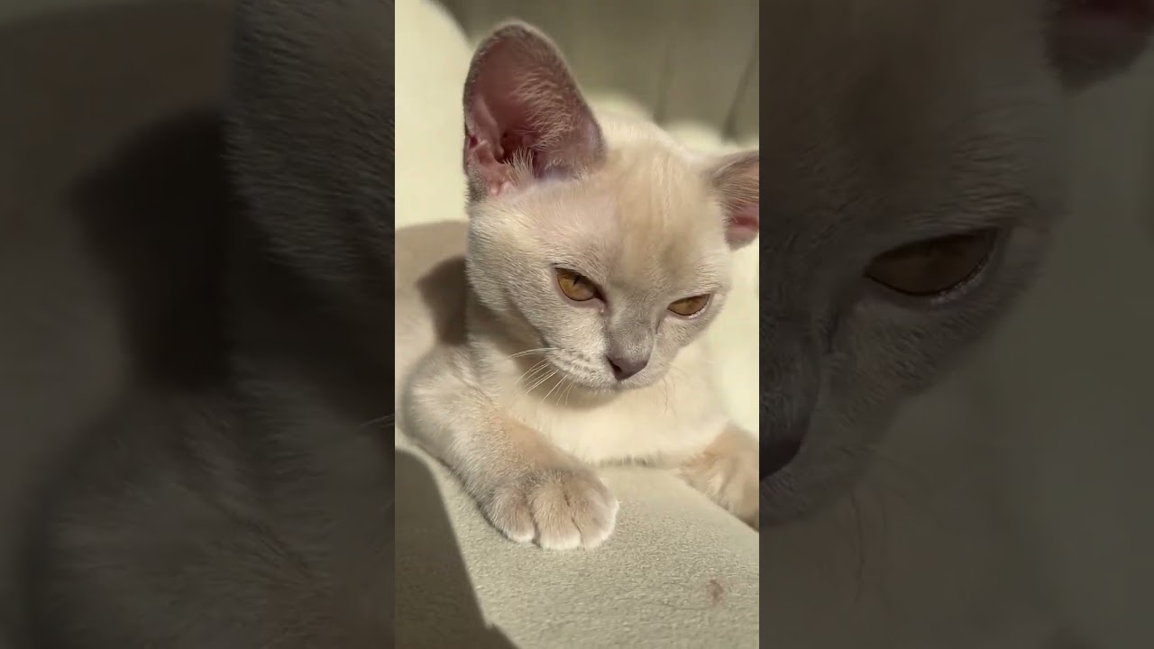 Kitty 1