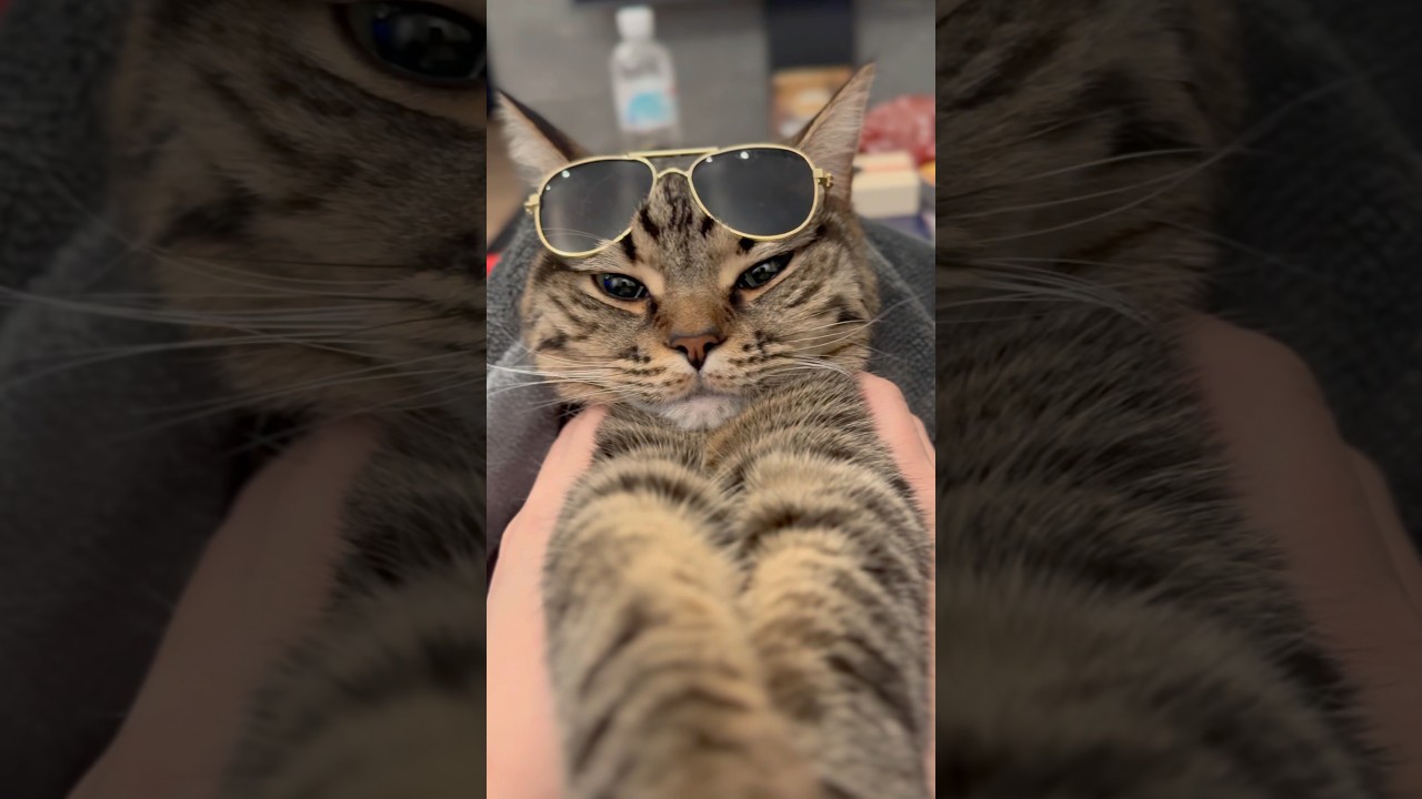 首から手が生えちゃった猫www #shorts #猫 #cat