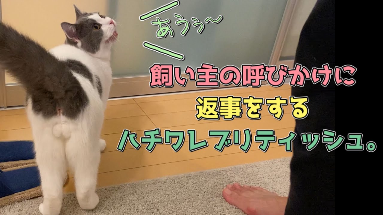 ハチワレブリティッシュショートヘア猫が飼い主の呼びかけに返事をする鳴き声が独特すぎる！