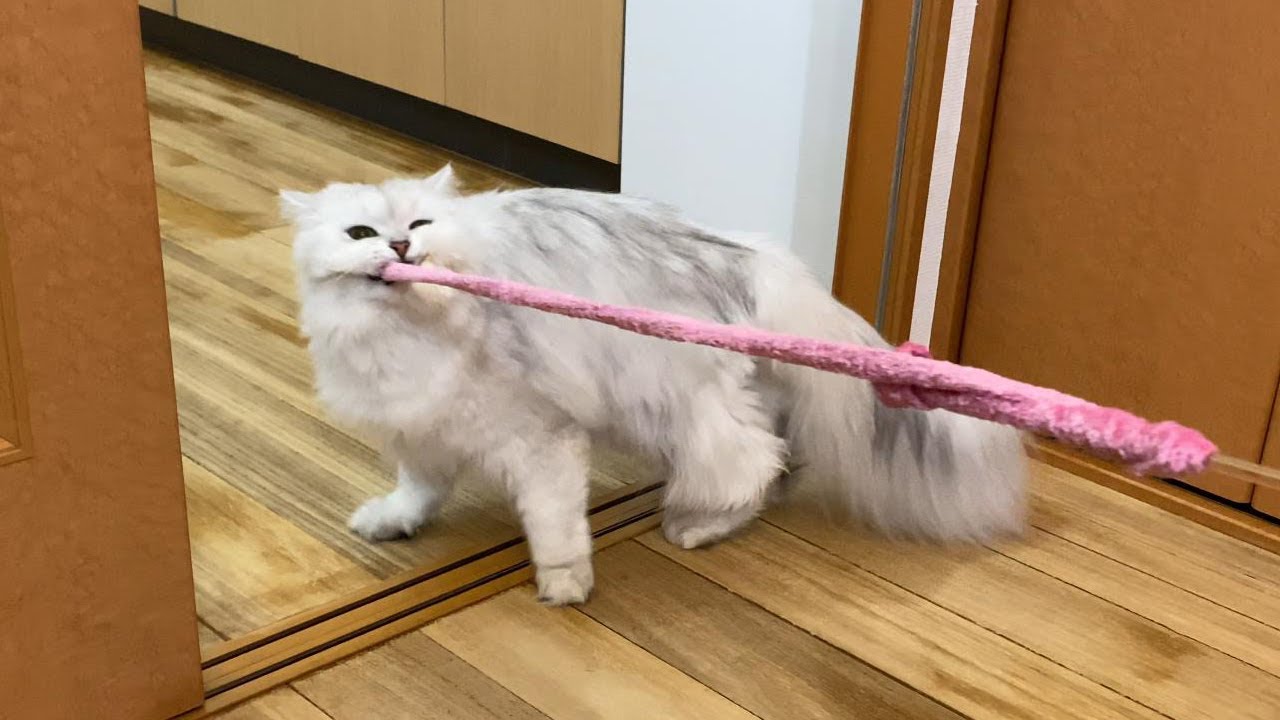 おもちゃの取り合いになりました..【綱引き ペルシャ猫】