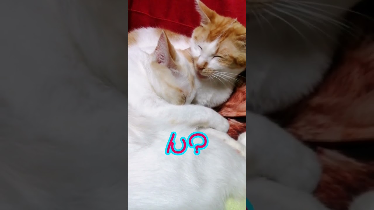 【ねこ動画】グルーミング中に足蹴りされる母猫😿 #shorts #猫 #ねこ親子