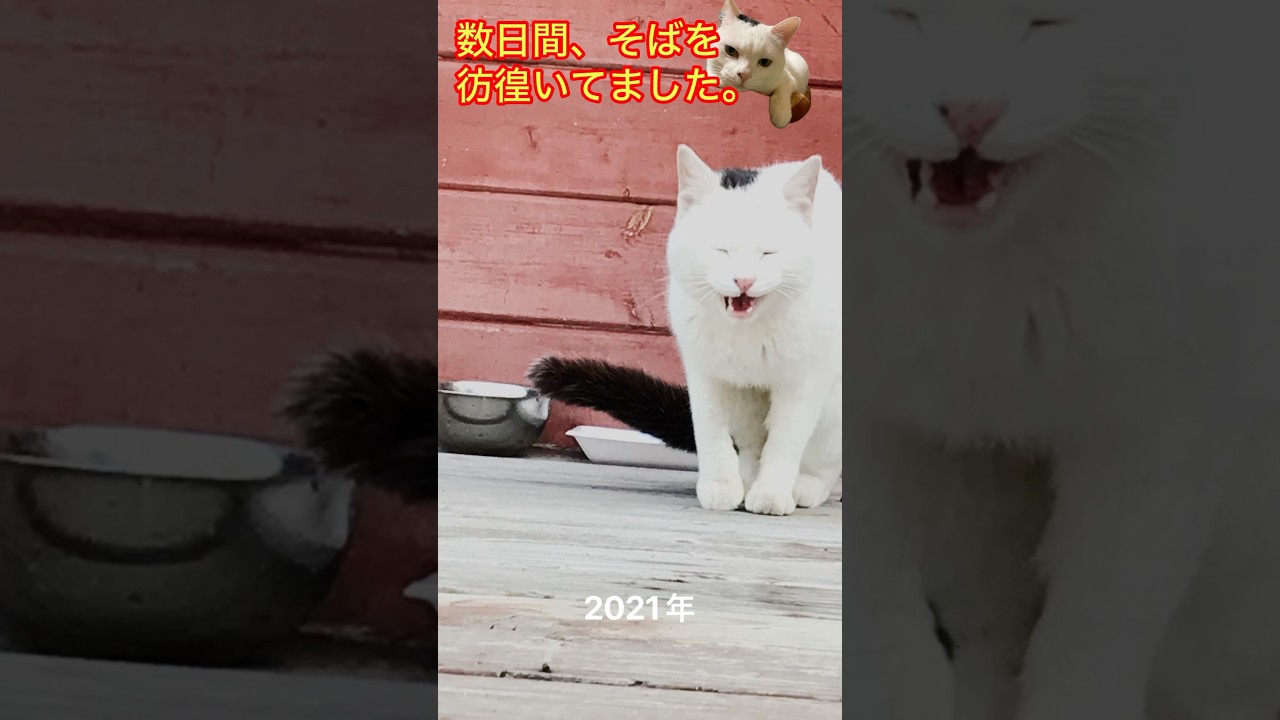 猫にゃんねる　元野良猫ノリ君。今はすっかり家猫君🐈　#cat #猫のいる暮らし #ねこ #ネコ #保護猫 #白猫 #ぶちねこ