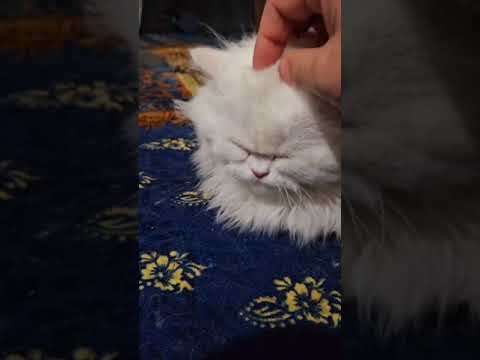 #cat  #catlover  #whowillbemylifepartner #greedycat    #funnypets  #cute  #catlover #massage