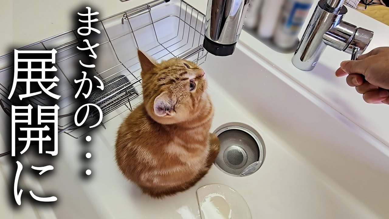 子猫がシンクに居座っているのでそのまま水を流したら...