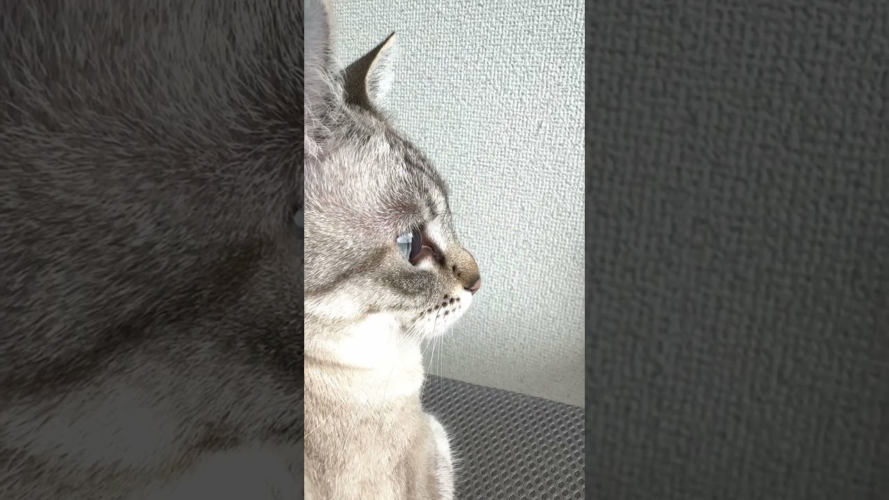 今日の朝モック　#シャムトラ #元保護猫 #シャムミックス  #cat #猫耳 #kitten  #猫耳 #siamesemix