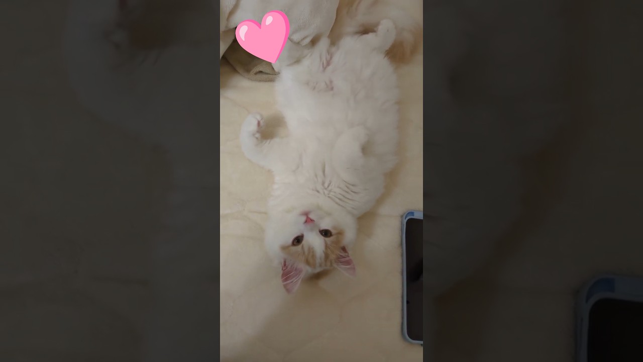 【スコティッシュフォールド】疲れが一気にふっとんだ#猫 #スコティッシュフォールド #cat #shorts