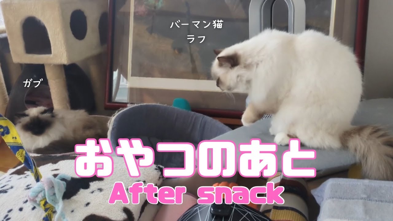 バーマン猫ラフとガブ【おやつのあと】After snack（バーマン猫）Birman/Cat