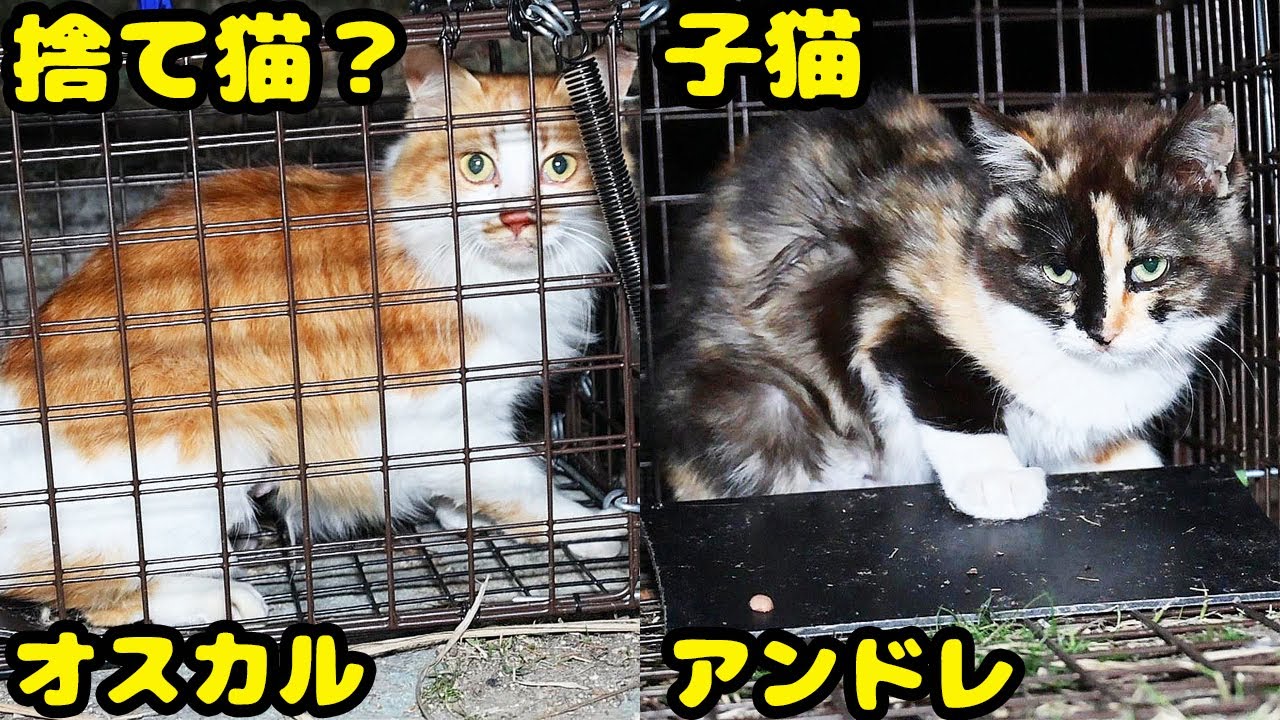 ゴージャスすぎる捨て猫？と三毛子猫を捕獲すると・・・