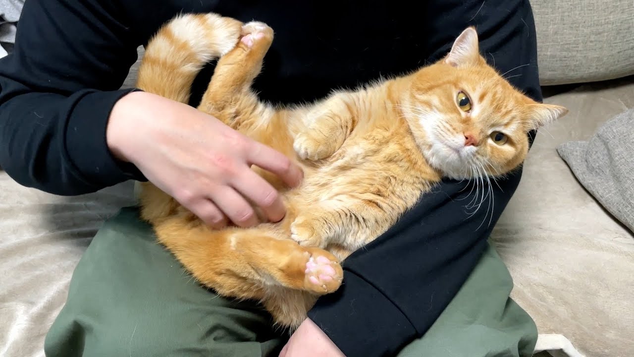 猫ギターのプロ、パパ