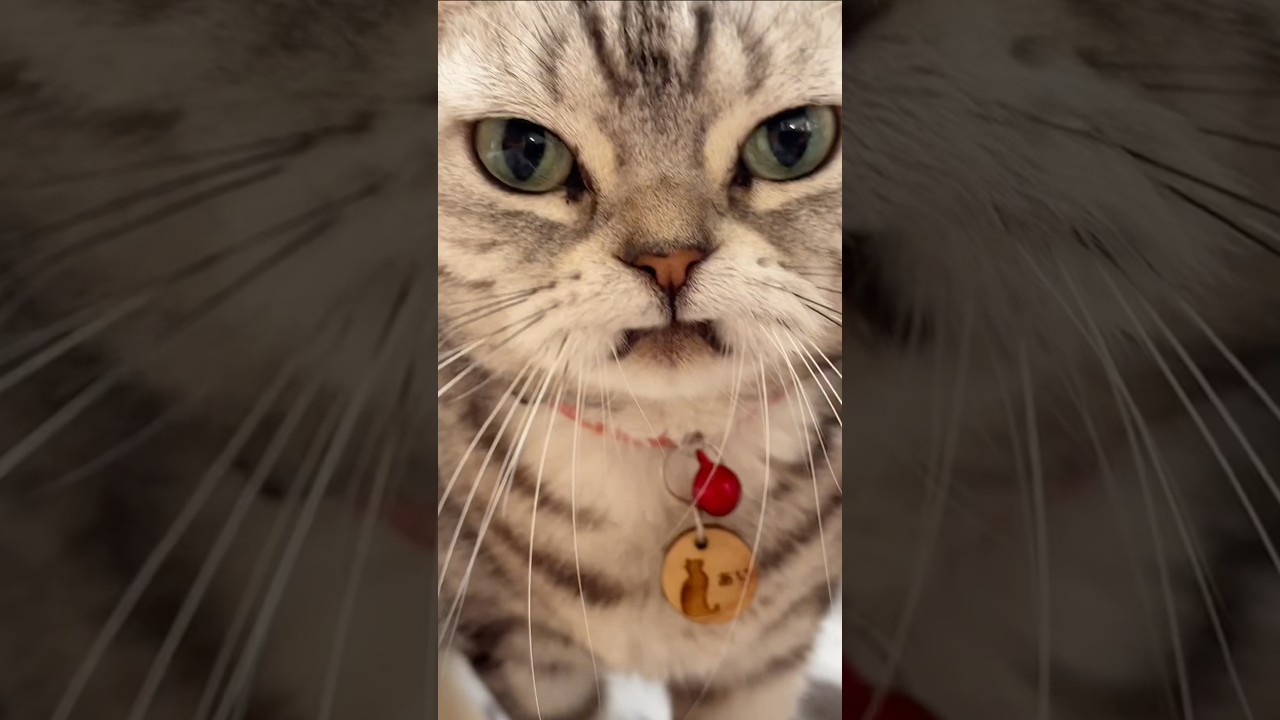 どアップで美川さんになる猫 #猫 #アメリカンショートヘア #shorts
