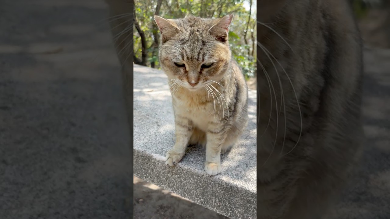 美声の猫モナカが可愛い「ニャッニャッ！」を聴かせてくれる #Shorts