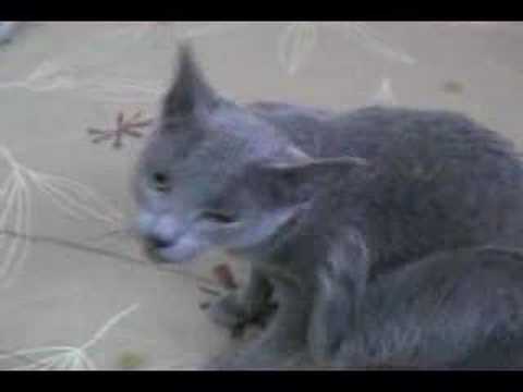 おあずけ　Russian Blue Cat KOHARU begging for food