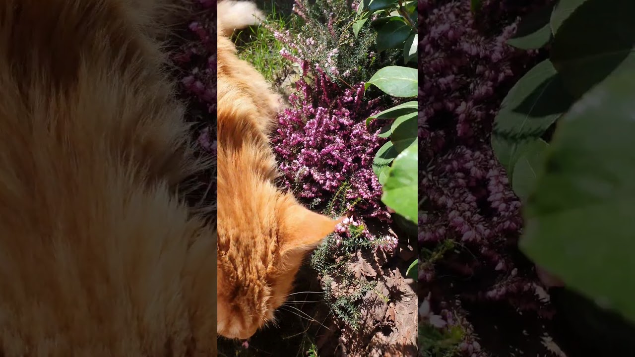 💕Мейн кун Аліса 💕