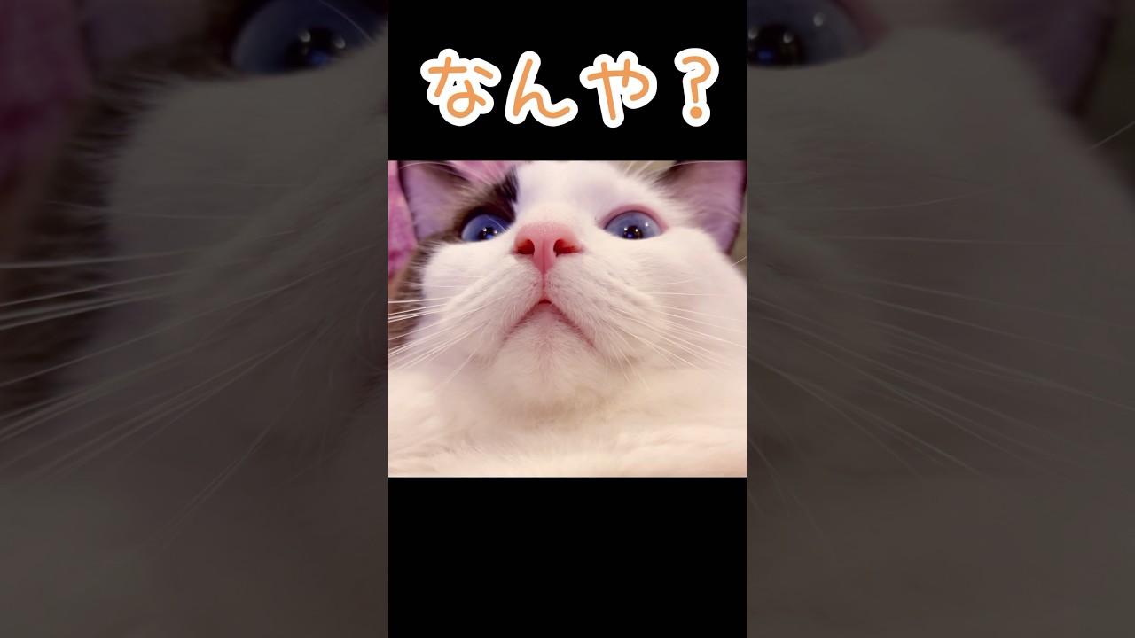 【猫ウサギ動画】サンリオ購入品🩷#shorts #cat #猫 #ラグドール #アメリカンショートヘア #ペルシャ猫 #シニアうさぎ #サンリオ #sanrio #購入品紹介