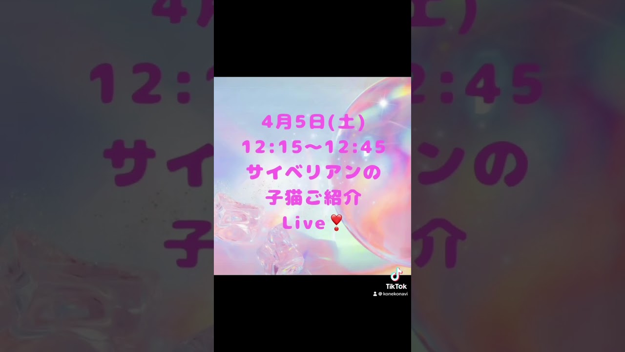 4/5 (土)12:15〜#サイベリアン の#子猫 ご紹介ライブ😻ご家族募集の子猫を配信😻デビューしたばかりの子猫5頭も出演💖春から猫とニャンライフをスタートしましょう💖#ペットショップ