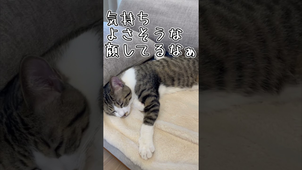 新しいソファーですぐ寝ちゃううちの子猫 #shorts #猫 #子猫