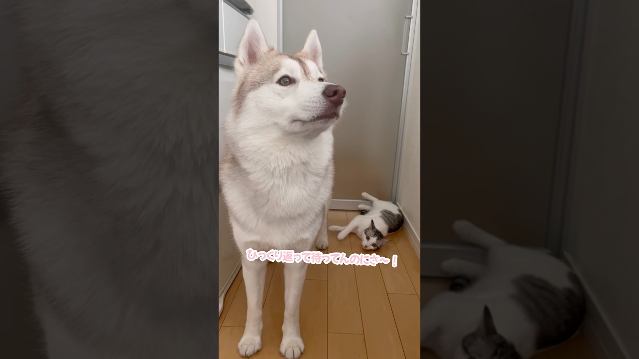いつもみたいに構ってもらえなくて戸惑う子猫 #シベリアンハスキー #ハスキー #子猫