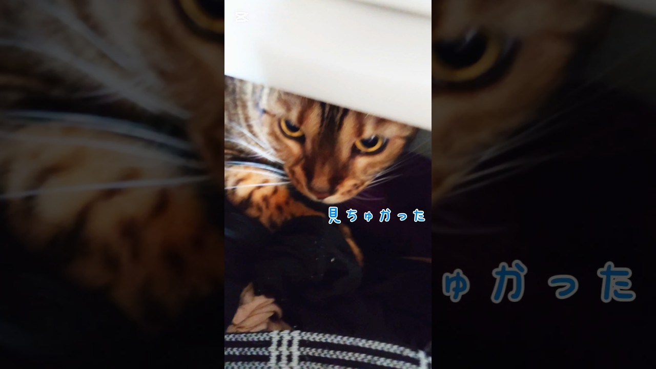 見ちゅかった！ #猫 #猫動画 #ねこのいる暮らし #ベンガル #cat #fyp #shorts #short