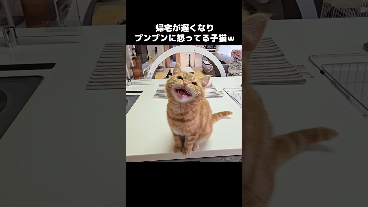 いつもより帰宅が遅くなりプンプンに怒ってる子猫がこちらです