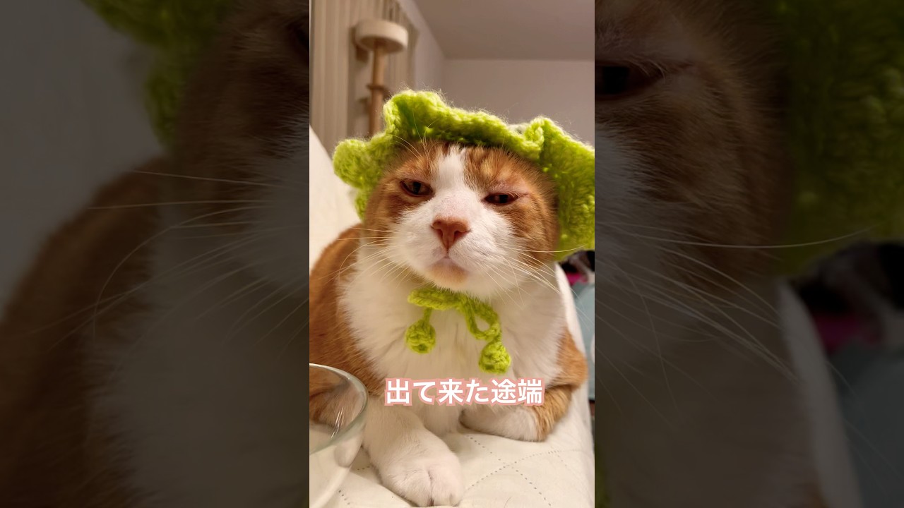 出てきた途端嫌われるなんてやっぱりお前は  #ねこ動画 #cat #猫のいる暮らし