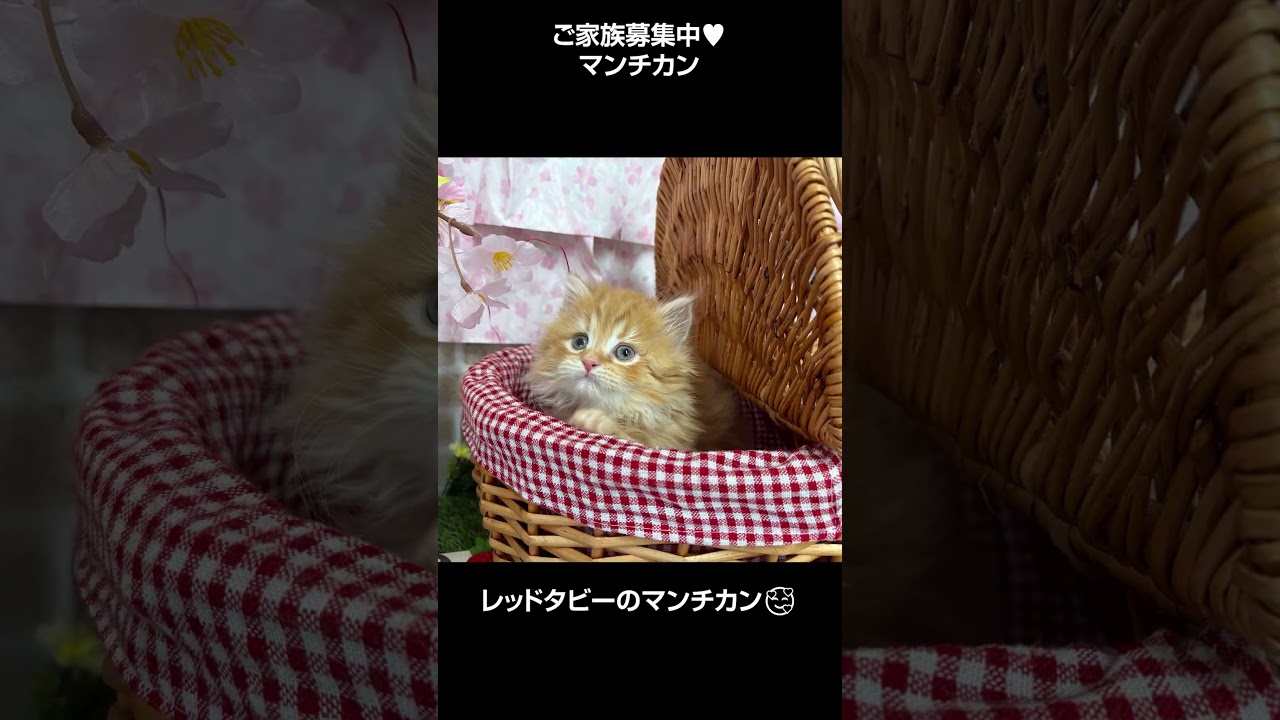 激カワマンチカン😺レッドタビー【横浜ペットショップ ベルドック】#shorts #猫動画 #猫のいる暮らし #マンチカン