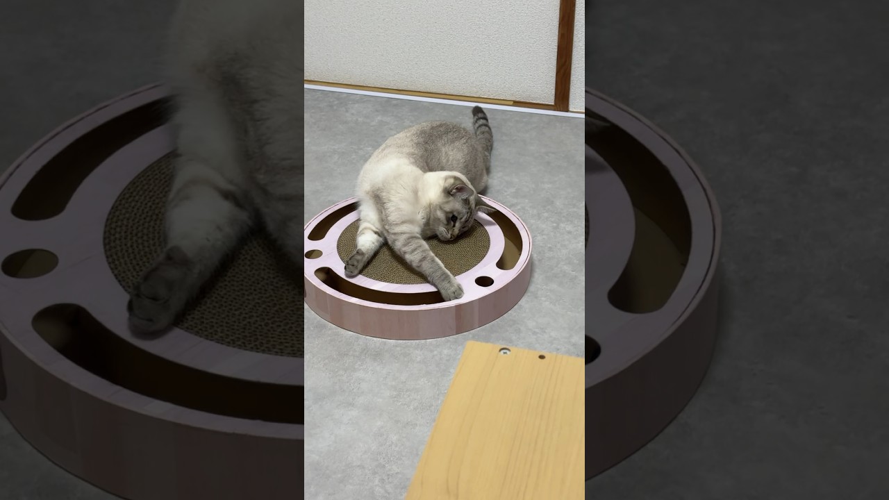 怠惰な遊びをする猫　#シャムトラ #元保護猫 #シャムミックス  #cat #猫耳 #kitten  #猫耳 #siamesemix