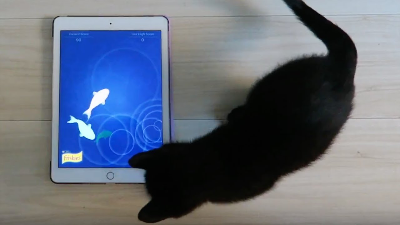 Suga (the American curl kitten) goes Fishing