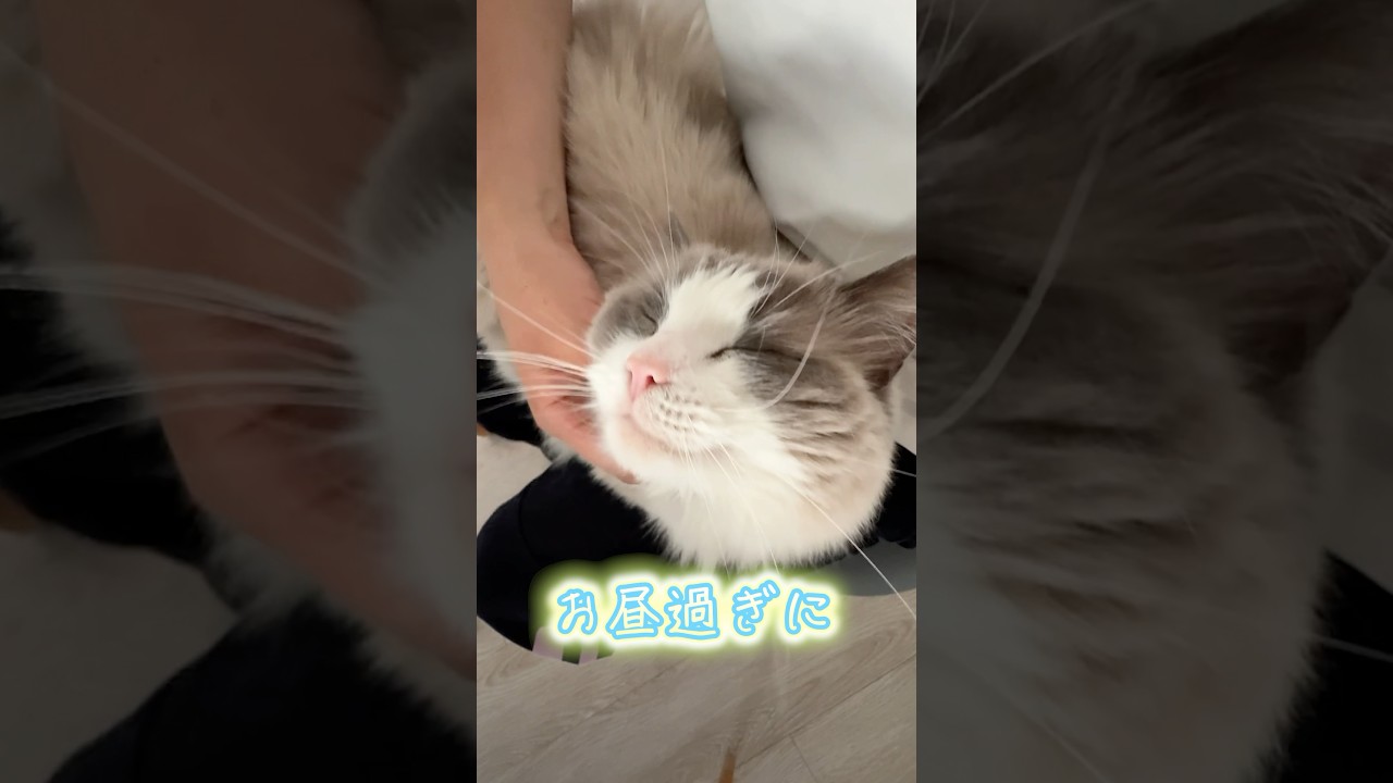 眠くなったら、寝る‼ #shorts #猫 #cat