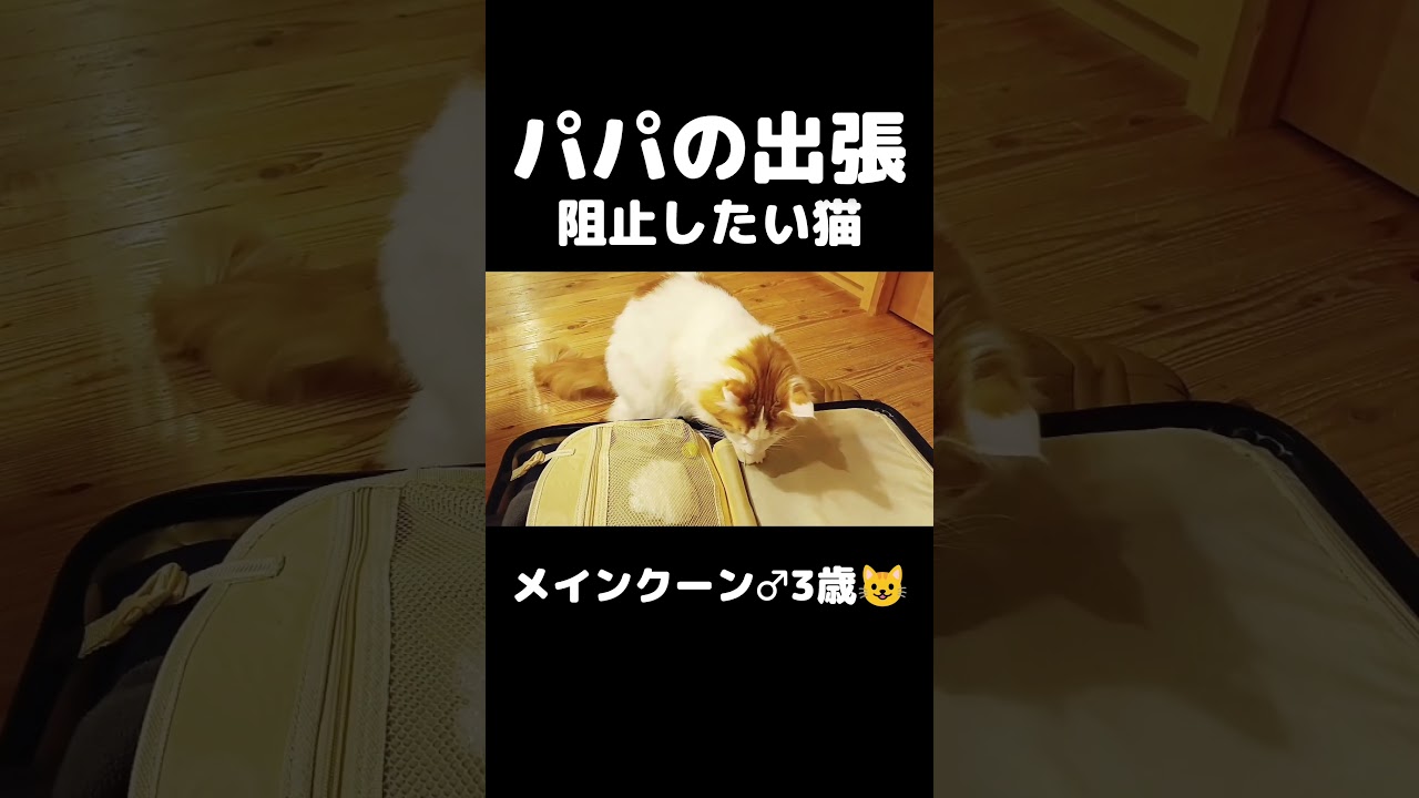 パパ行かないで #猫のいる暮らし #猫 #メインクーン
