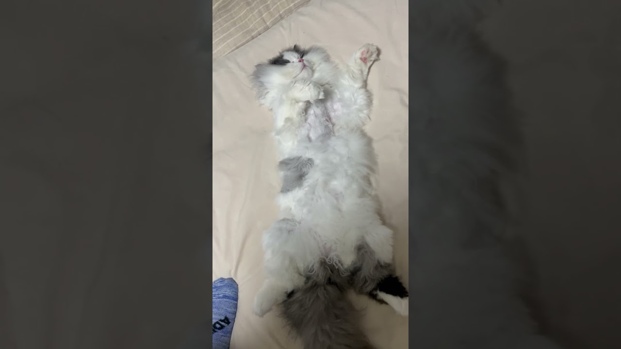 ふとんでぶっ倒れる猫さん #shorts #cat #猫 #マンチカン #munchkin