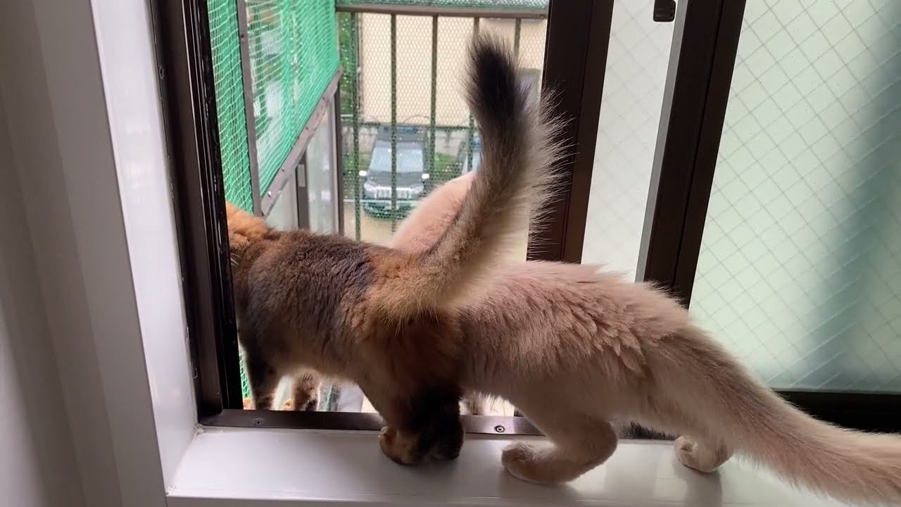 生後96日〜 ソマリの子猫（ルディ、ブルー、フォーン）