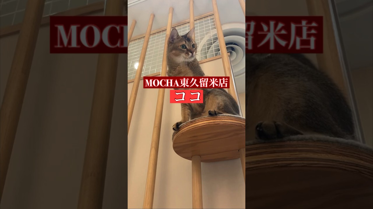 🐱ココ🐱　猫カフェMOCHA東久留米店　(アビシニアン♂)　2024/6/25 撮影分　　#日替わり猫カフェにゃんこ