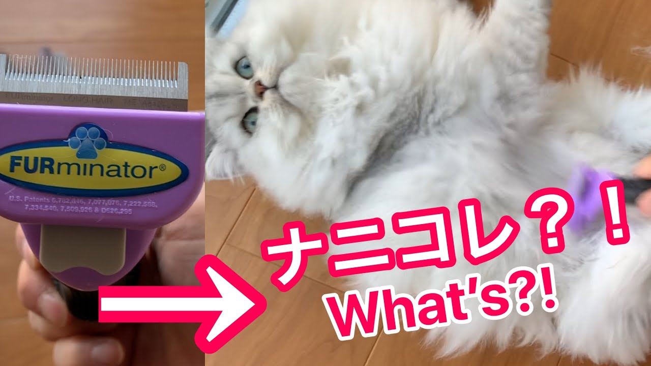 フォーミネーターで毛の長いペルシャ猫をブラッシングしてみた！I brushed long-haired Persian cats with a furminator.