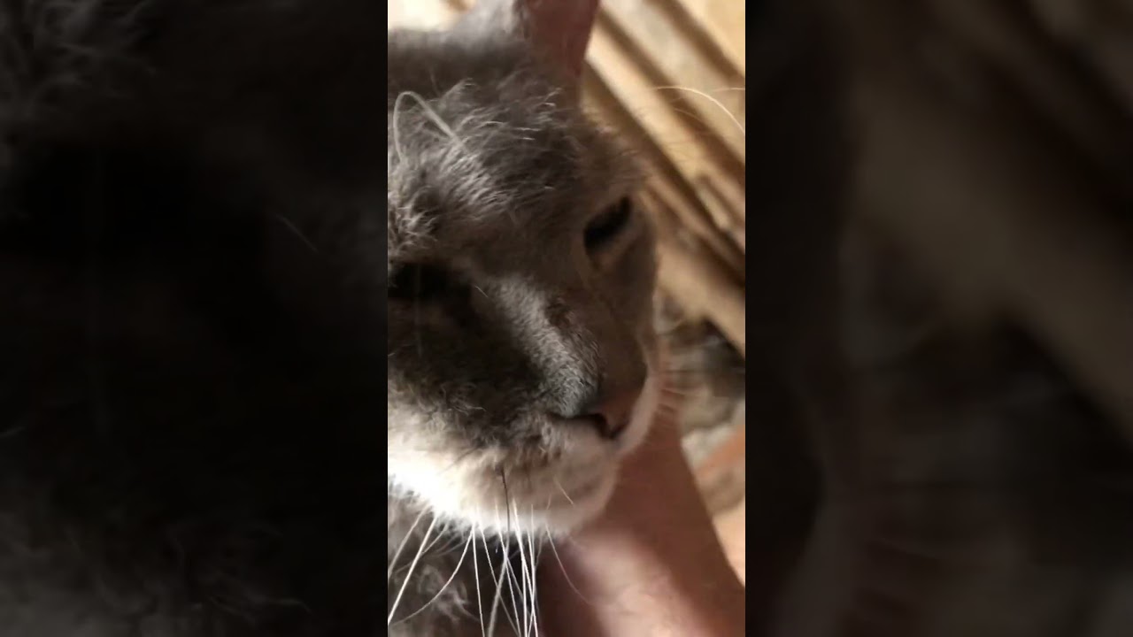 飼い主べったりのラパーマ