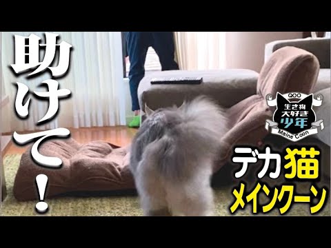 【メインクーン】「やばい！助けて！」と言う子どもの声に反応して駆けつける大型猫。留守番中に水槽に異変。