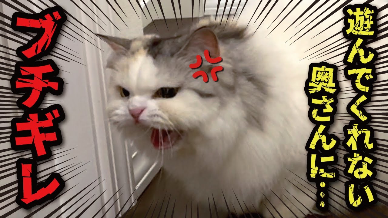 家事育児が忙しすぎて遊んでくれない奥さんについに猫がブチギレてしまいました【関西弁でしゃべる猫】【猫アテレコ】