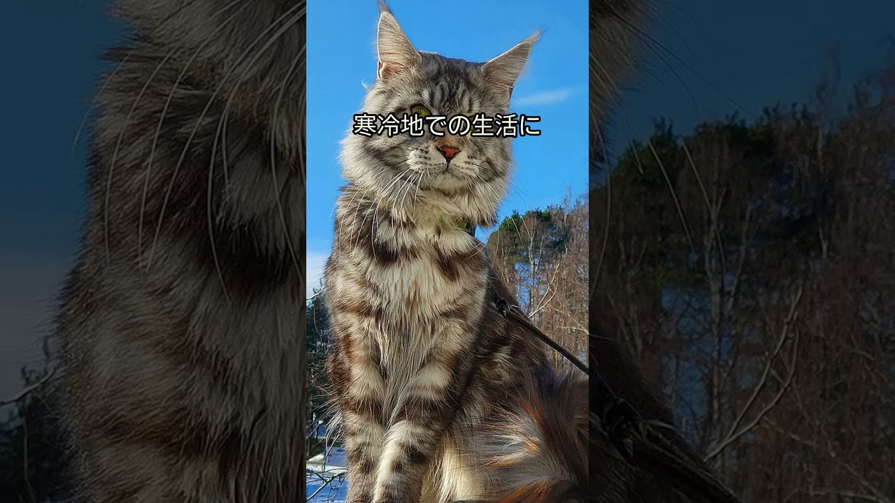 あなたの知らないメインクーンの秘密５選 #動物 #猫 #shorts