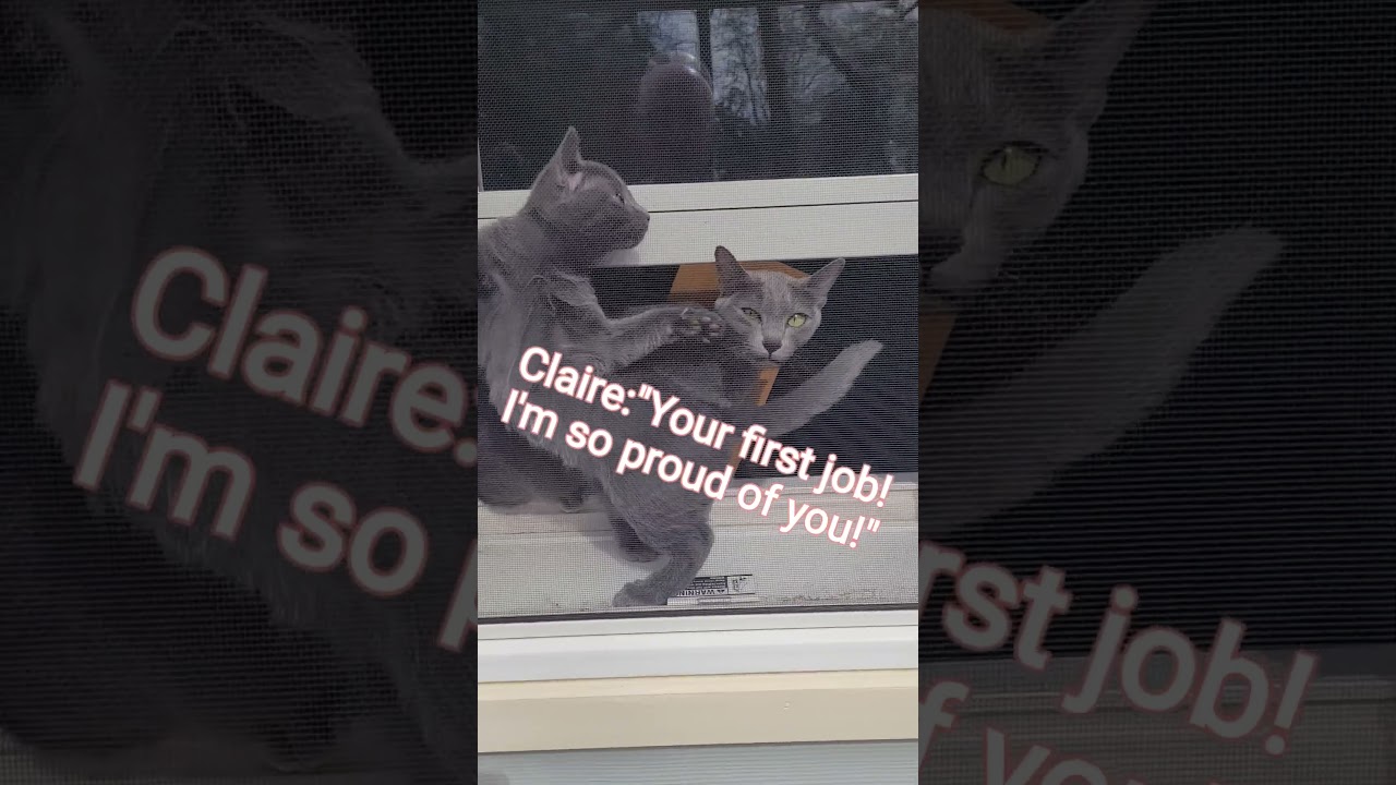 Korat Cats Inspect Your Screens