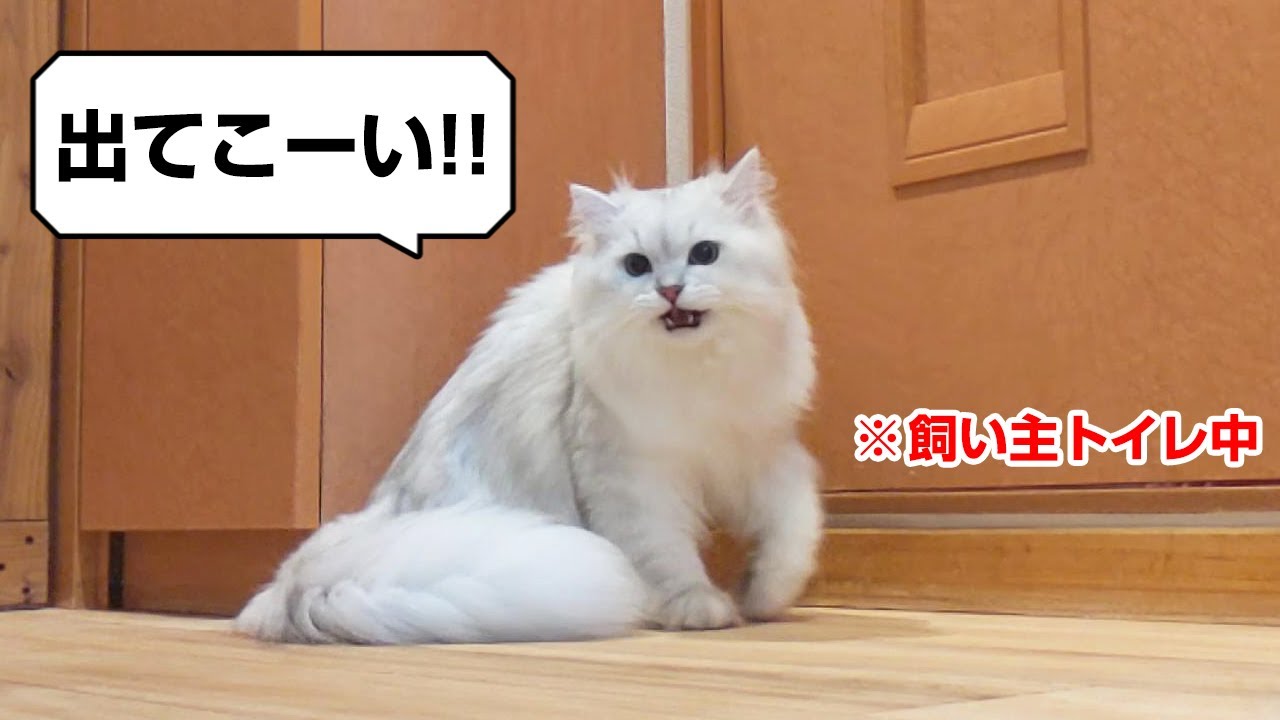 トイレにまで押し掛けるようになったペルシャ猫