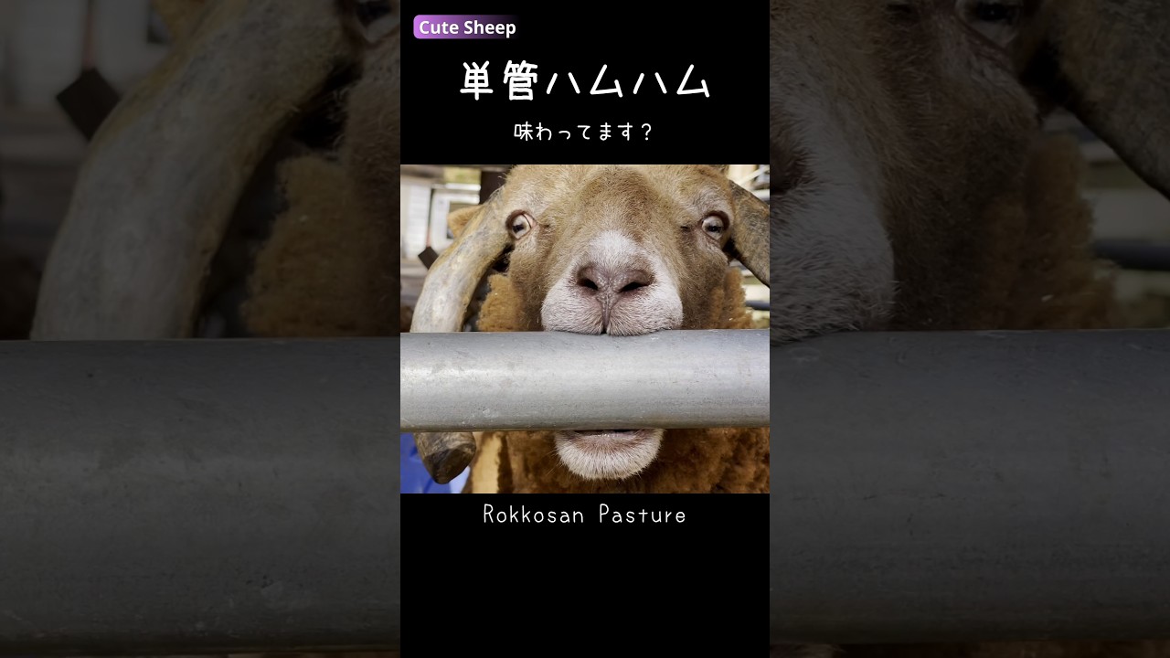 単管ハムハムする羊【六甲山牧場】 #shorts #sheep #羊