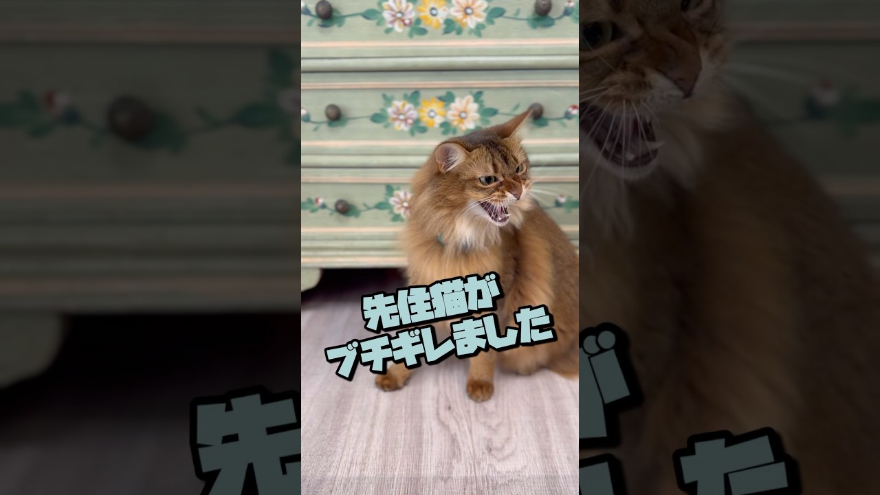 【多頭飼い】先住猫がブチギレました