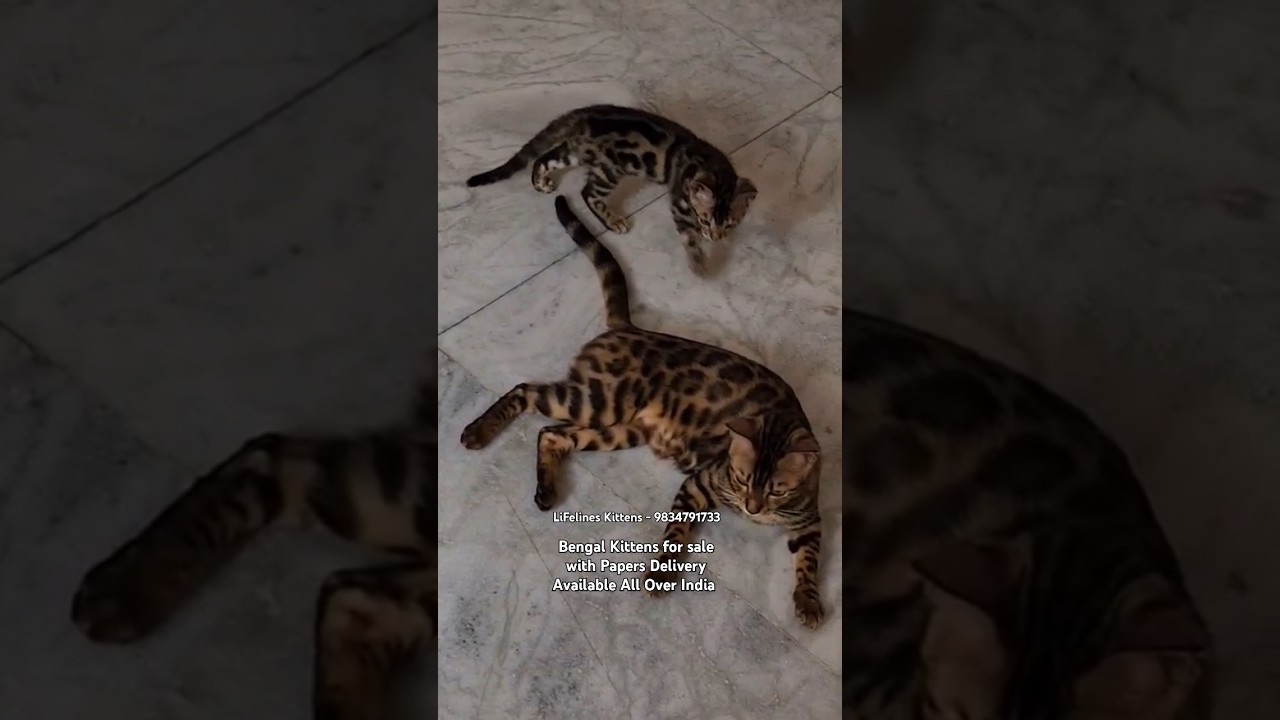 Charcoal Bengal Kitten Cat for Sale India #bengalcat #mumbai #delhi #bengalkitten #gurgaon #noida