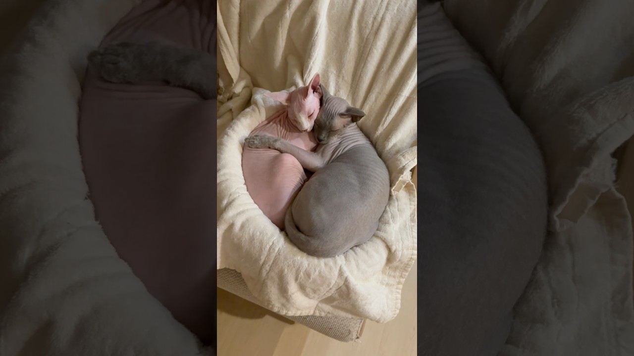 毛のない猫たちのエモすぎる寝方【スフィンクス】