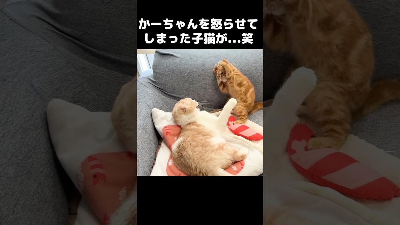 かーちゃんを怒らせてしまった子猫の謝罪がかわいすぎた...笑
