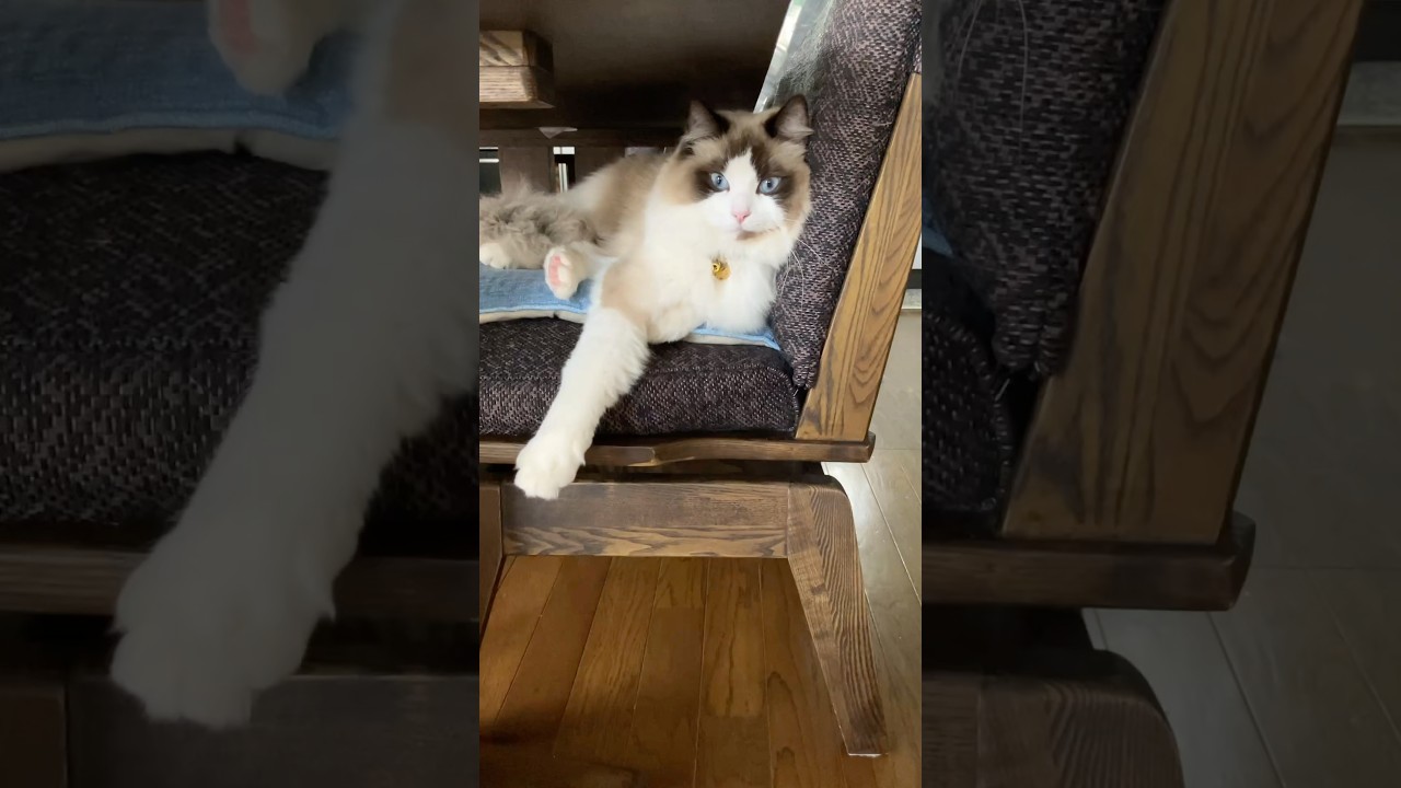 ハク様の必殺……。　#猫  #cat  #ラグドール
