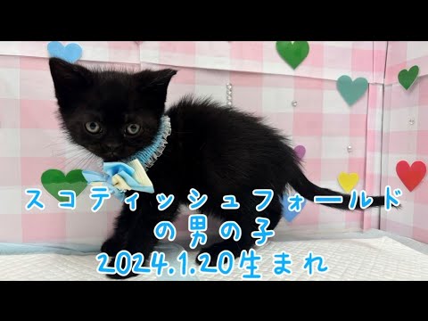 ペットプラザ広島祇園店　スコティッシュ・フォールド　2502050